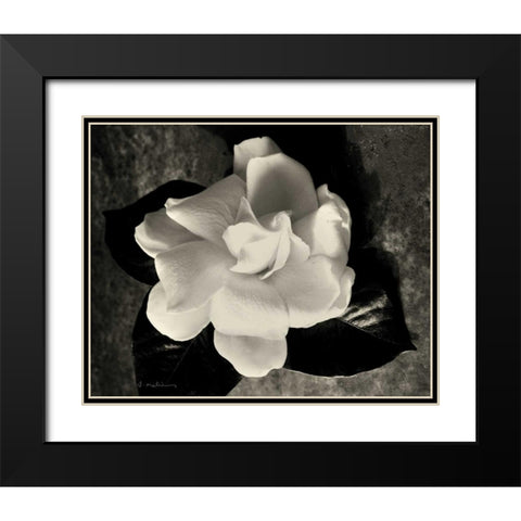 Gardenia Bloom Black Modern Wood Framed Art Print with Double Matting by Melious, Amy