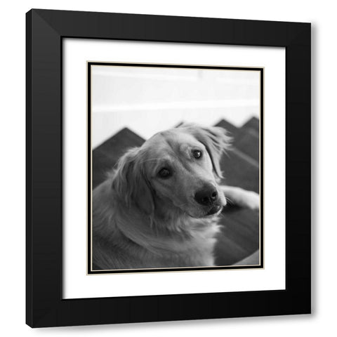 Goldie I Black and White Black Modern Wood Framed Art Print with Double Matting by Millet, Karyn