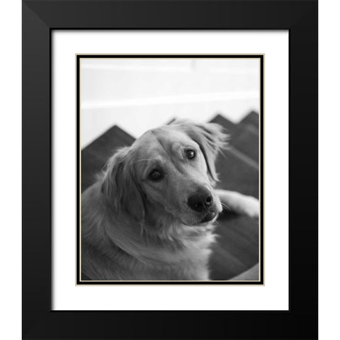 Goldie I Black and White Black Modern Wood Framed Art Print with Double Matting by Millet, Karyn