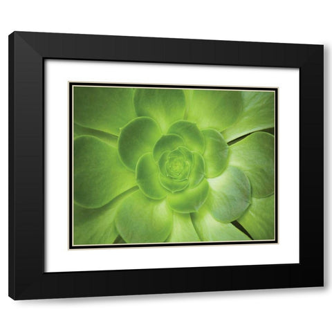 Succulent I Black Modern Wood Framed Art Print with Double Matting by Millet, Karyn