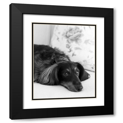 Dachshund Black and White Black Modern Wood Framed Art Print with Double Matting by Millet, Karyn