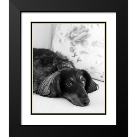 Dachshund Black and White Black Modern Wood Framed Art Print with Double Matting by Millet, Karyn