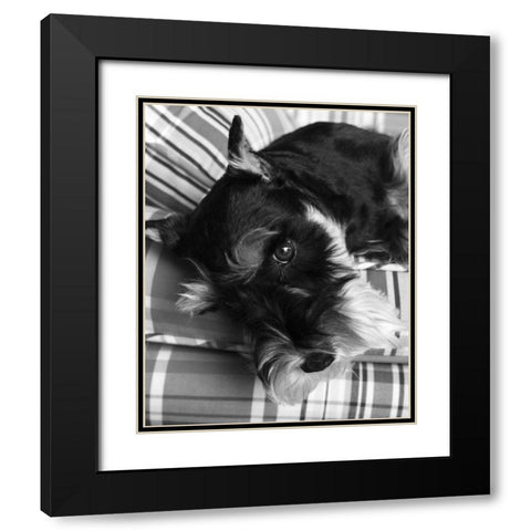 Schnauzer Black and White Black Modern Wood Framed Art Print with Double Matting by Millet, Karyn