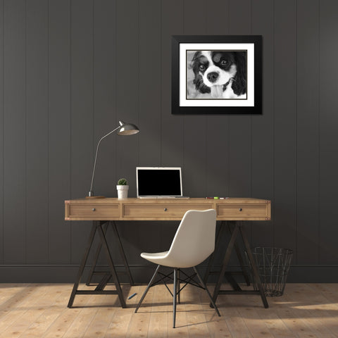 King Charles Spaniel Black and White Black Modern Wood Framed Art Print with Double Matting by Millet, Karyn