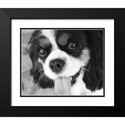 King Charles Spaniel Black and White Black Modern Wood Framed Art Print with Double Matting by Millet, Karyn