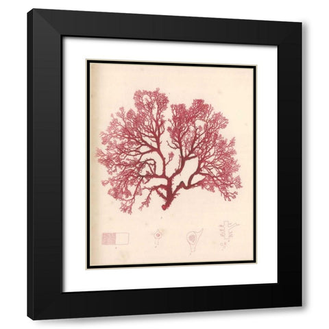 Red Botanical Study I Black Modern Wood Framed Art Print with Double Matting by Poloson, Kimberly