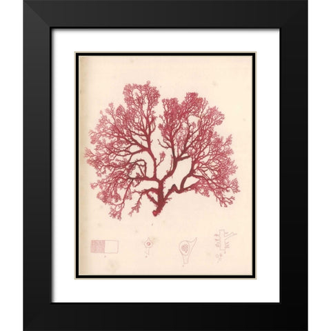 Red Botanical Study I Black Modern Wood Framed Art Print with Double Matting by Poloson, Kimberly