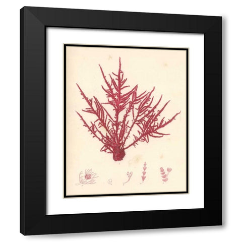 Red Botanical Study II Black Modern Wood Framed Art Print with Double Matting by Poloson, Kimberly