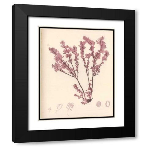 Red Botanical Study III Black Modern Wood Framed Art Print with Double Matting by Poloson, Kimberly