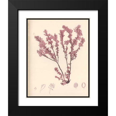 Red Botanical Study III Black Modern Wood Framed Art Print with Double Matting by Poloson, Kimberly