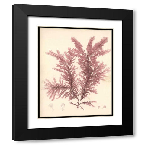 Red Botanical Study IV Black Modern Wood Framed Art Print with Double Matting by Poloson, Kimberly
