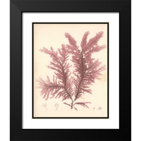 Red Botanical Study IV Black Modern Wood Framed Art Print with Double Matting by Poloson, Kimberly