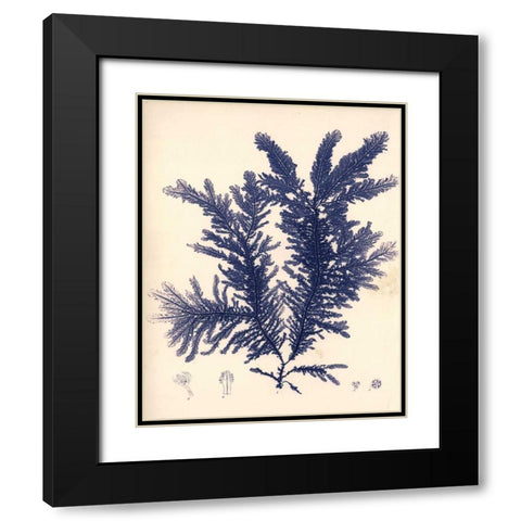 Blue Botanical Study IV Black Modern Wood Framed Art Print with Double Matting by Poloson, Kimberly