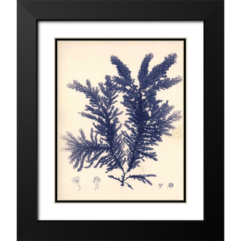 Blue Botanical Study IV Black Modern Wood Framed Art Print with Double Matting by Poloson, Kimberly