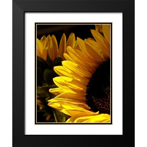 Sunlit Sunflowers I Black Modern Wood Framed Art Print with Double Matting by Burkhart, Monika