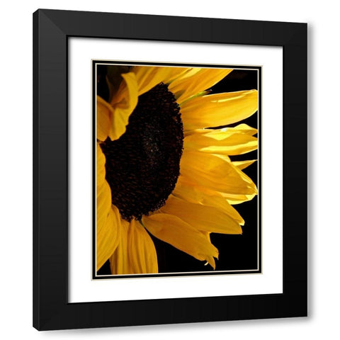 Sunlit Sunflowers II Black Modern Wood Framed Art Print with Double Matting by Burkhart, Monika