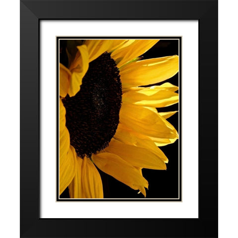 Sunlit Sunflowers II Black Modern Wood Framed Art Print with Double Matting by Burkhart, Monika