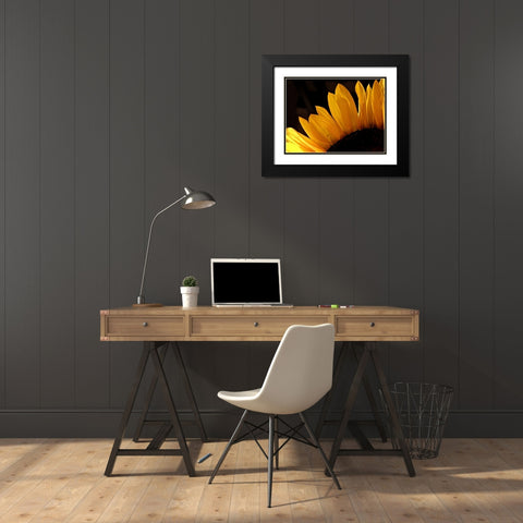 Sunlit Sunflowers III Black Modern Wood Framed Art Print with Double Matting by Burkhart, Monika