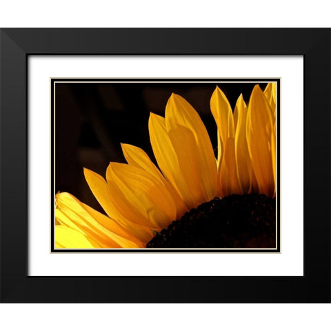 Sunlit Sunflowers III Black Modern Wood Framed Art Print with Double Matting by Burkhart, Monika