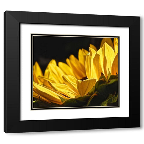 Sunlit Sunflowers IV Black Modern Wood Framed Art Print with Double Matting by Burkhart, Monika