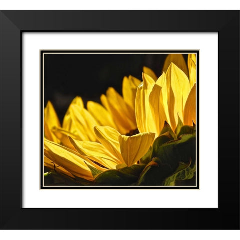 Sunlit Sunflowers IV Black Modern Wood Framed Art Print with Double Matting by Burkhart, Monika
