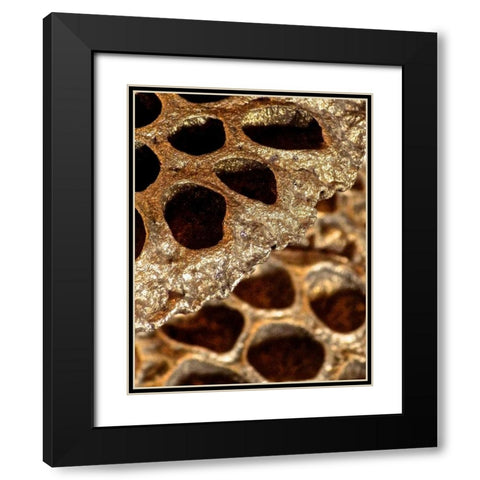 Lotus Pods II Black Modern Wood Framed Art Print with Double Matting by Burkhart, Monika