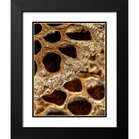 Lotus Pods II Black Modern Wood Framed Art Print with Double Matting by Burkhart, Monika