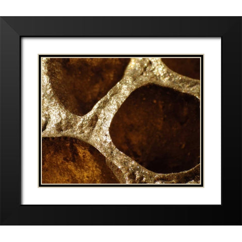 Lotus Pods III Black Modern Wood Framed Art Print with Double Matting by Burkhart, Monika