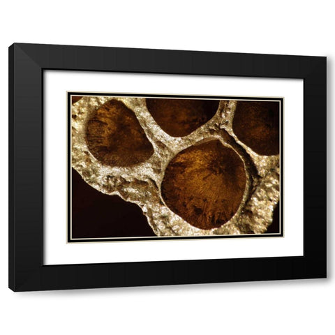 Lotus Pods IV Black Modern Wood Framed Art Print with Double Matting by Burkhart, Monika