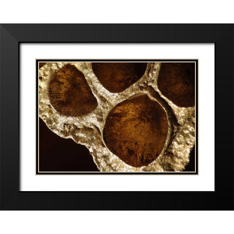 Lotus Pods IV Black Modern Wood Framed Art Print with Double Matting by Burkhart, Monika