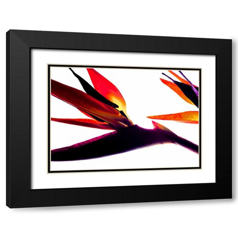 Bird of Paradise I Black Modern Wood Framed Art Print with Double Matting by Burkhart, Monika