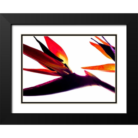 Bird of Paradise I Black Modern Wood Framed Art Print with Double Matting by Burkhart, Monika