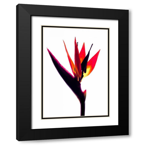 Bird of Paradise III Black Modern Wood Framed Art Print with Double Matting by Burkhart, Monika