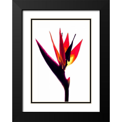 Bird of Paradise III Black Modern Wood Framed Art Print with Double Matting by Burkhart, Monika