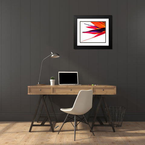 Bird of Paradise V Black Modern Wood Framed Art Print with Double Matting by Burkhart, Monika