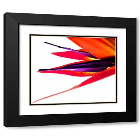 Bird of Paradise V Black Modern Wood Framed Art Print with Double Matting by Burkhart, Monika