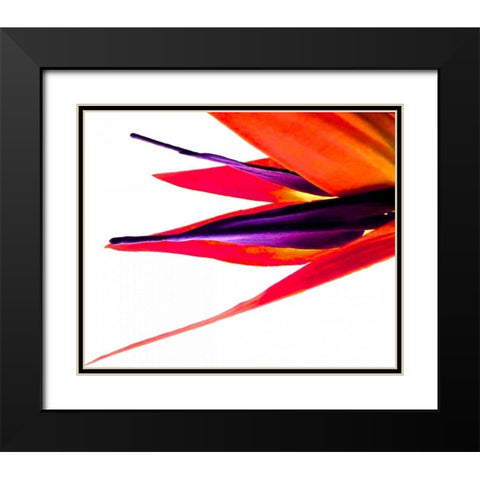 Bird of Paradise V Black Modern Wood Framed Art Print with Double Matting by Burkhart, Monika