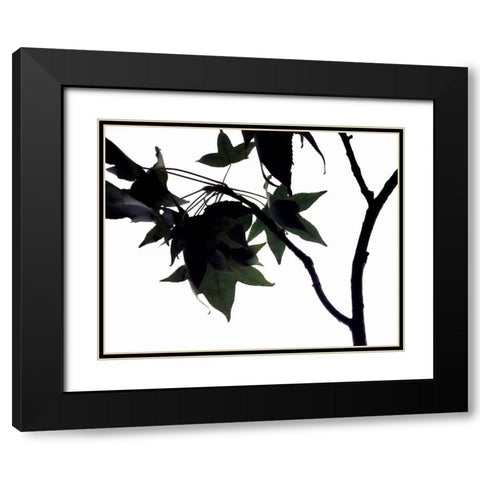 Maple Branch I Black Modern Wood Framed Art Print with Double Matting by Burkhart, Monika