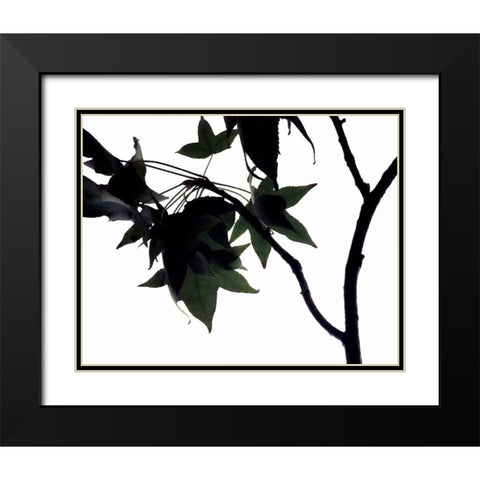Maple Branch I Black Modern Wood Framed Art Print with Double Matting by Burkhart, Monika