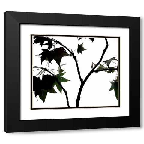 Maple Branch II Black Modern Wood Framed Art Print with Double Matting by Burkhart, Monika