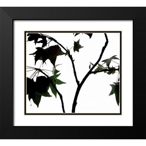 Maple Branch II Black Modern Wood Framed Art Print with Double Matting by Burkhart, Monika