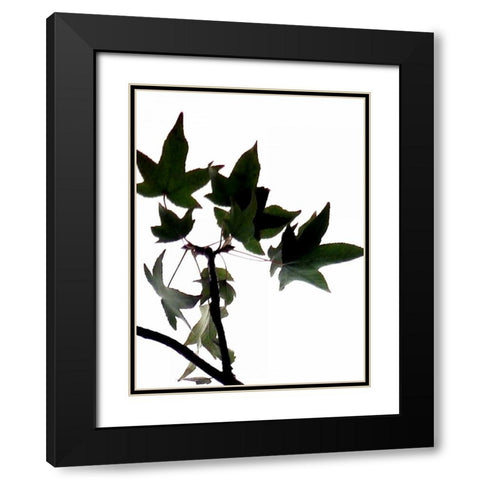 Maple Branch III Black Modern Wood Framed Art Print with Double Matting by Burkhart, Monika