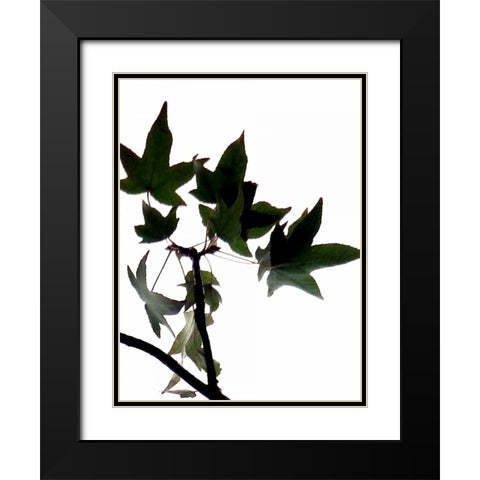 Maple Branch III Black Modern Wood Framed Art Print with Double Matting by Burkhart, Monika