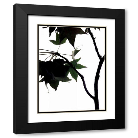 Maple Branch IV Black Modern Wood Framed Art Print with Double Matting by Burkhart, Monika