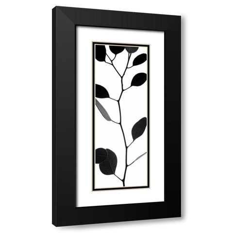 Lunaria Honesty I Black Modern Wood Framed Art Print with Double Matting by Burkhart, Monika