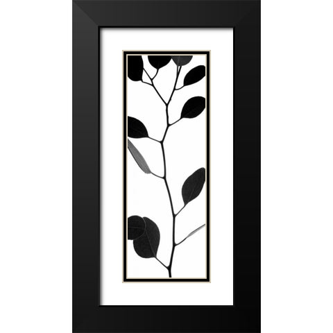 Lunaria Honesty I Black Modern Wood Framed Art Print with Double Matting by Burkhart, Monika