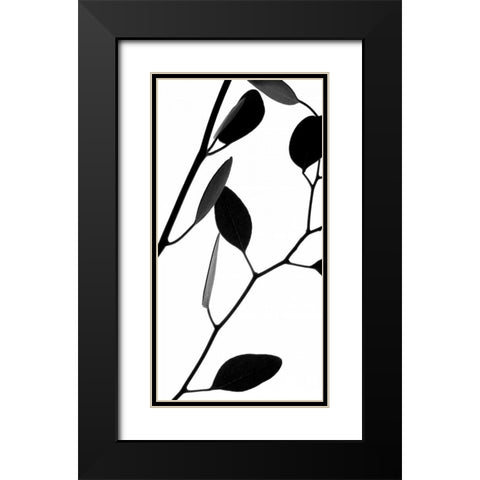 Lunaria Honesty II Black Modern Wood Framed Art Print with Double Matting by Burkhart, Monika