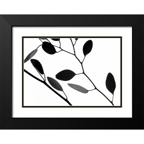 Lunaria Honesty IV Black Modern Wood Framed Art Print with Double Matting by Burkhart, Monika