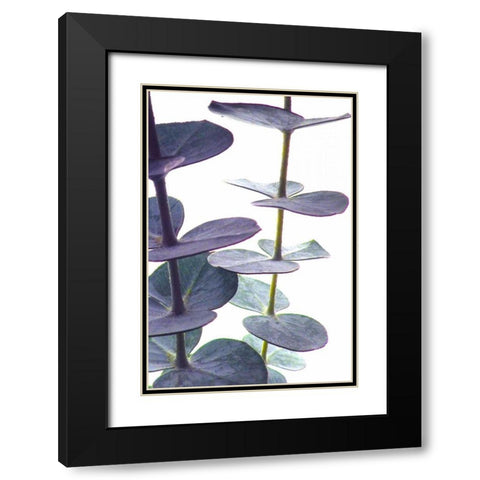 Eucalyptus I Black Modern Wood Framed Art Print with Double Matting by Burkhart, Monika