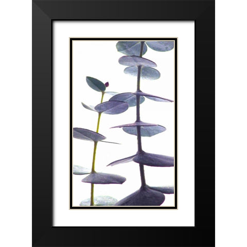 Eucalyptus II Black Modern Wood Framed Art Print with Double Matting by Burkhart, Monika